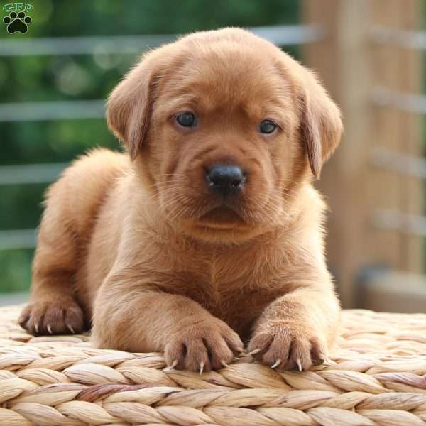 Fresca, Fox Red Labrador Retriever Puppy